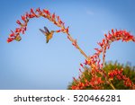 Hummingbird Feeding On A Red...
