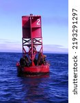 Small photo of Sea lions basking in the sun on a bell buoy off the Oregon Coast.