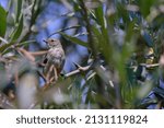 Small photo of Southern Beardless Tyrannulet (Camptostoma obsoletum), searching for food among the branches.