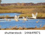 Four Trumpeter Swans (Cygnus buccinator) Taking Flight