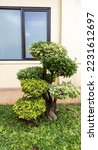 A Bonsai Tree Thrives Near A...