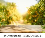 Empty wood table with free space over orange trees, orange field background. For product display montage	