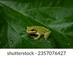 Pacific tree frog on green leaf