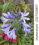 Agapanthus africanus, or African lily, is a flowering plant of the genus Agapanthus that is found only on the stony sandstone slopes of fynbos in winter rainfall.