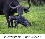 Birth Of A Buffalo Calf 