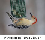 Male Red Bellied Woodpecker On...