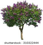 Syringa Vulgaris Or Lilac Tree...