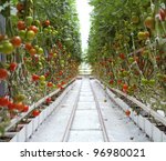 Rows Of Tomatoes In A Greenhouse