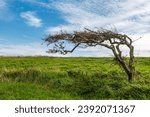 Small photo of A hawthorn tree in Sussex, shaped by the prevailing wind