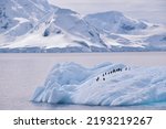 Penguins On An Iceberg In...
