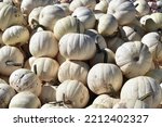 Pile of white Casper pumpkins at a farm stand on Long Island, New York