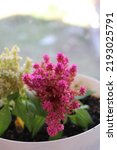 Small photo of yellow and pink coxcomb flower