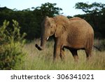 African Elephants Walking across the grassland image - Free stock photo ...