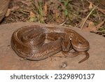 Small photo of Feisty adult brown house snake (Boaedon capensis) in the wild