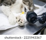 Small photo of A cat's life is saved by performing pulmonary resuscitation with an ambu bag. The animal is artificially ventilated. The cat lies unconscious with an endotracheal tube in the trachea.