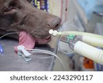 Small photo of In the operating room, a dog under gas anesthesia sleeps on the table. Anesthesia is administered to the dog through an endotracheal tube. The dog stuck out his tongue and closed his eyes.