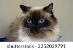Small photo of The amazed expression on the muzzle of a cat with blue eyes causes laughter and a smile. The cat looks aloof to the side with surprise on its muzzle. Concept pensive cat.