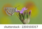 Small photo of butterfly plebejus carmon pink flower