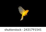 Beautiful yellow bird isolated...
