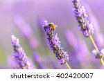 Honey Bee On A Lavender Flower  ...