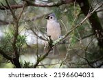Cute Little Tufted Titmouse In...