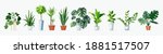 home plants set  in pots.... | Shutterstock .eps vector #1881517507