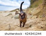 Burmese Cat On The Beach 
