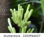 The flower of the plant Dracaena trifasciata, a species of flowering plant in the Asparagaceae family. Known for the snake plant, Saint George's sword, mother-in-law's tongue, and viper bowstring hemp