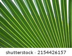Small photo of Close up of leaves saw palmetto, Abstract leaves texture, Ecological Concept, Space for text in template (sabal palm, Serenoa repens)