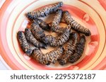 Small photo of PHANE WORM Mophane worms or phane in Setswana are the caterpillar of Gonimbrasia Belina. Mopane worms are consumed as a local delicacy and important source of protein.
