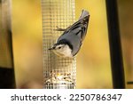 White Breasted Nuthatch Is...