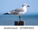 Non-breeding Laughing gull in pale plumage is standing on the wooden pole at the beach of the ocean, blue water and the sky on the background.