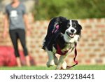 Small photo of Running Excersizes Before Flyball Classes Begins