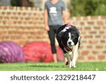 Small photo of Running Excersizes Before Flyball Classes Begins