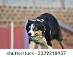 Small photo of Running Excersizes Before Flyball Classes Begins