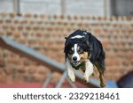 Small photo of Running Excersizes Before Flyball Classes Begins