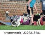 Small photo of Running Excersizes Before Flyball Classes Begins