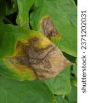 Small photo of Plant leaf diseases also known as foliar diseases encompass a range of conditions that affect the health and appearance of a plant's leaves