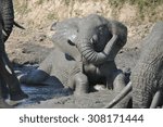 Small photo of Elephant playing in water on Naledi Game Lodge safari in Greater Kruger National Park