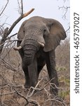 Small photo of Elephant pulling down tree branches for a snack. Naledi safari in Greater Kruger National Park