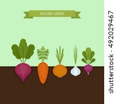 vegetable garden banner.... | Shutterstock .eps vector #492029467