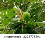 Small photo of Breadfruit, kulur, arise or arise is the name of a type of tree that bears fruit. green fruit with a tall tree