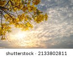 Beautiful blooming Yellow Golden Tabebuia Chrysotricha flowers of the Yellow Trumpet that are blooming with the park in spring day in the garden and sunset sky background in Thailand.