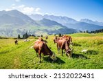 Cows in a mountain field. The Grand-Bornand, Haute-savoie, France