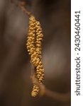 Small photo of The elegance and vibrant colors of the male hazel flower; yellow catkins of the European hazel; Corylus avellana