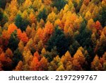 Autumn aerial photography of tree line