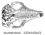 skull of armadillo  vintage... | Shutterstock .eps vector #1324142621