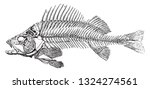 Skeleton Of The Fluvial Perch ...