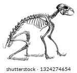 skeleton of the rabbit  vintage ... | Shutterstock .eps vector #1324274654