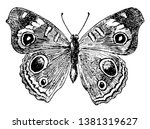 J Coenia Butterfly Which Common ...